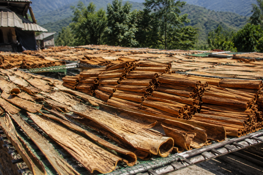 Sun-drying Vietnamese cinnamon bark at a traditional cinnamon farm in Vietnam.